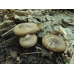Мицелий Меланолеуки коротконожковой (Melanoleuca brevipes)